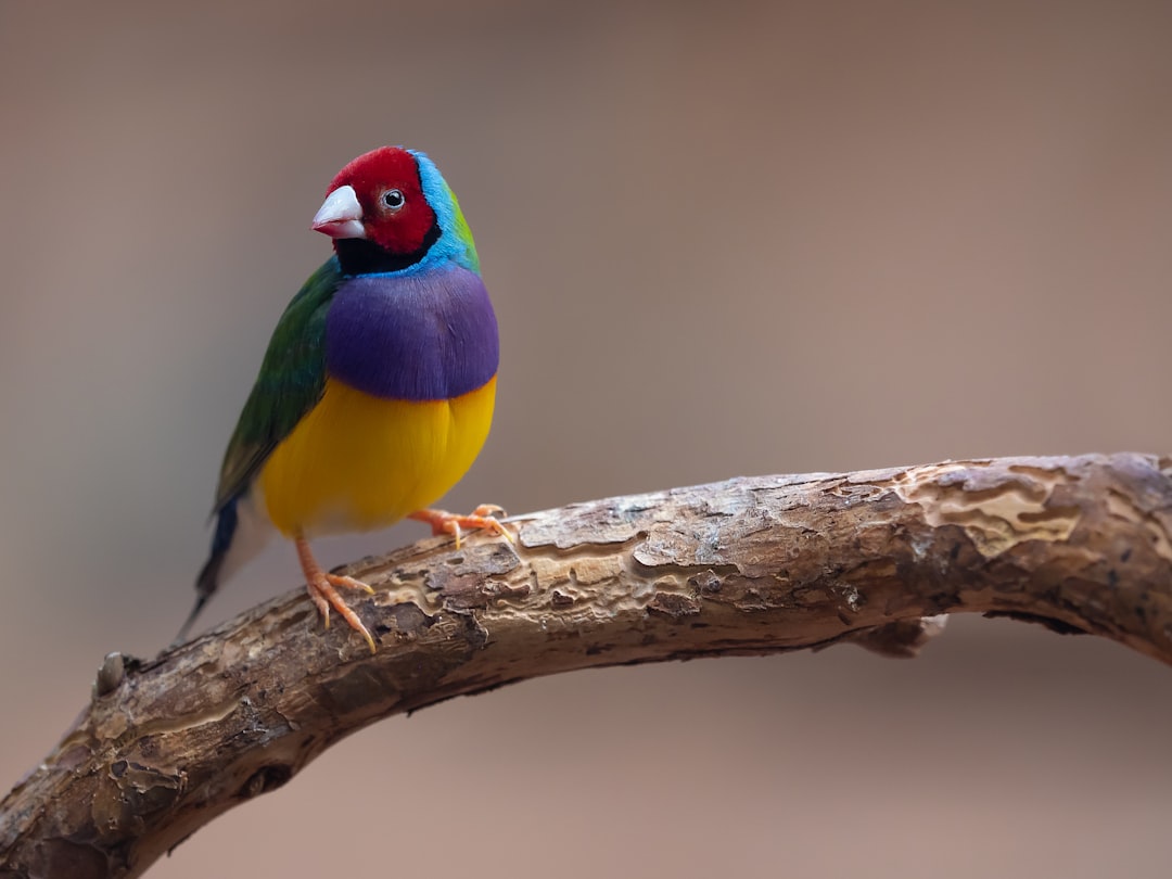 Could Differently Finch