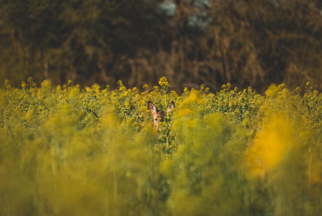 Field Placement: Hidden