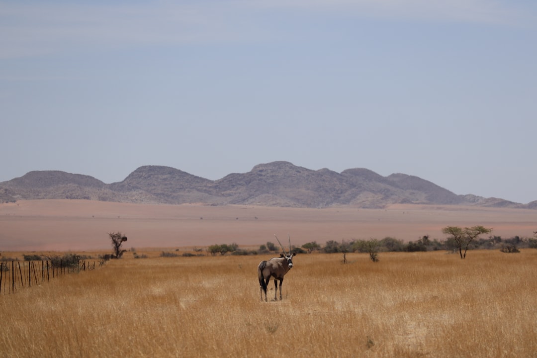 Fielding Adjustments Namibia’s