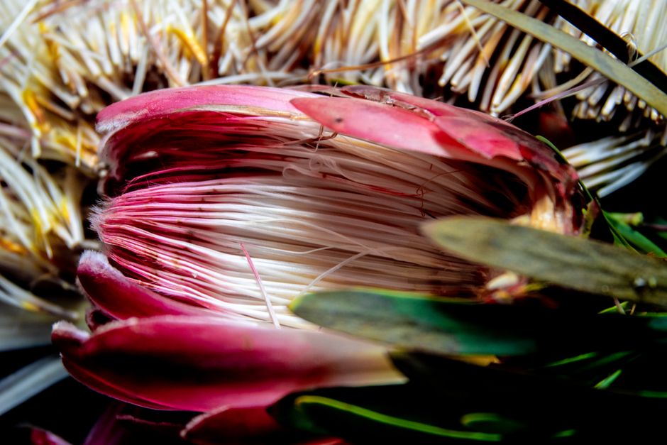 Proteas‑All‑rounder Corbin Bosch