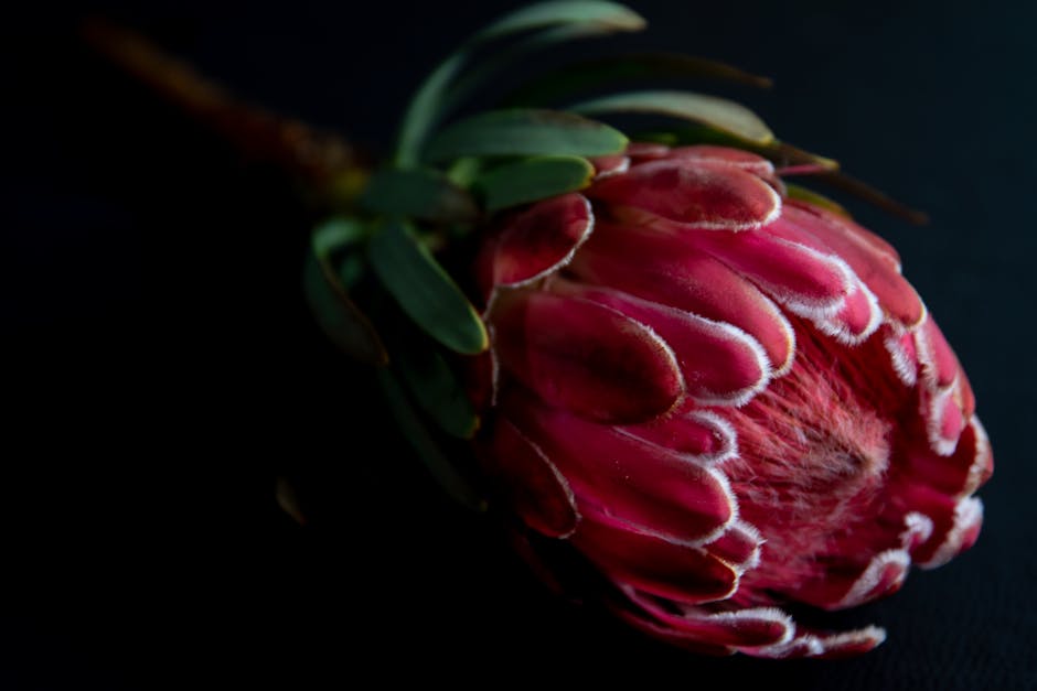 Proteas‑All‑rounder Corbin Bosch