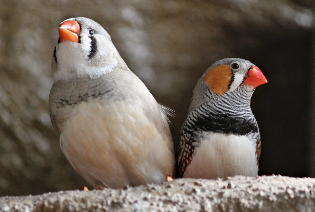 Risks counter‑arguments Finch’s