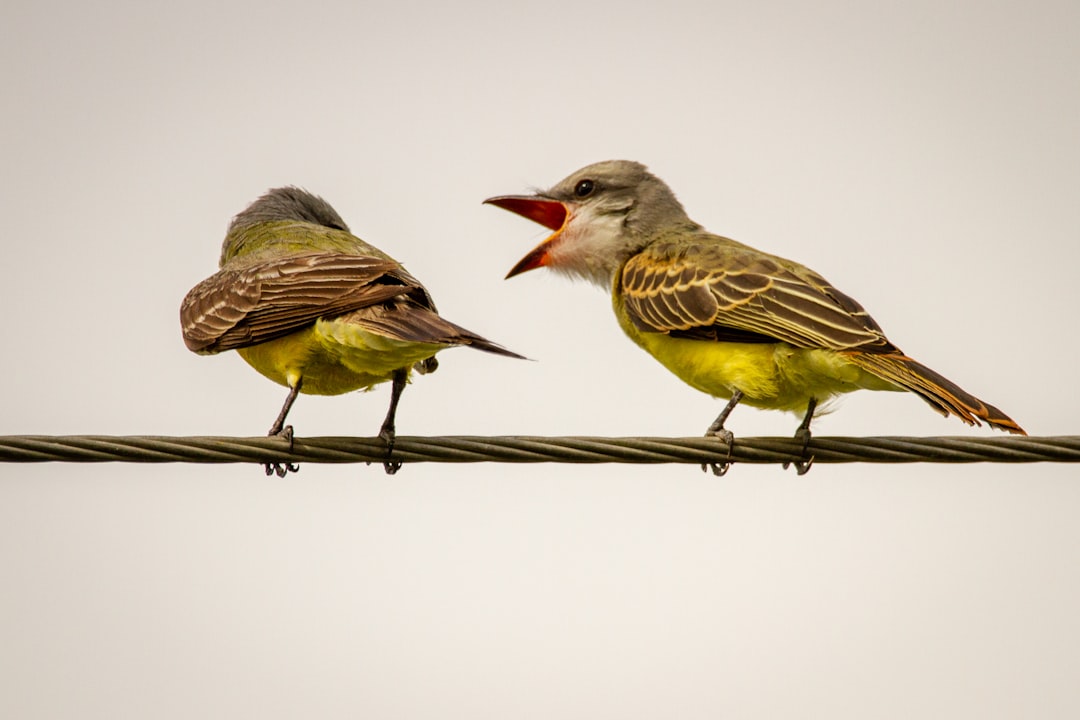 Risks counter‑arguments Finch’s