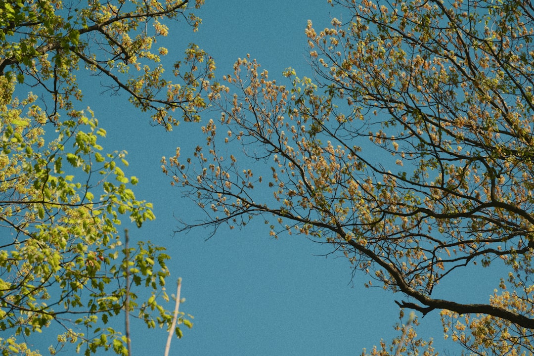 Extension Angle angle