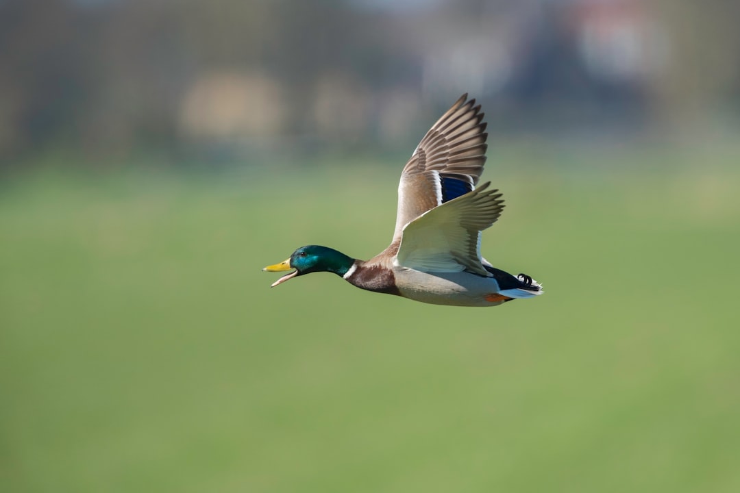 What Is a Duck in Cricket: Every Type Explained