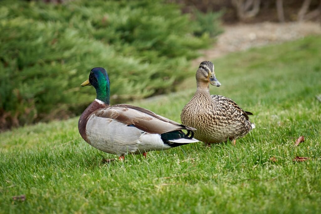 Golden Duck, Diamond Duck and King Pair Explained